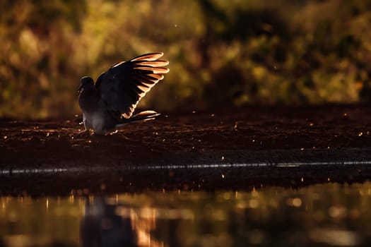 Laughing Dove landing at waterhole in backlit at sunset in Kruger National park, South Africa ; Specie Streptopelia senegalensis family of Columbidae