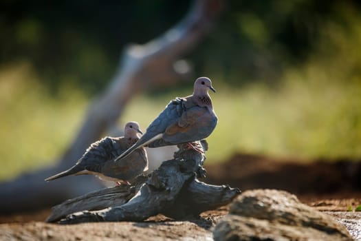 Two Laughing Dove standing on a log in backlit in Kruger National park, South Africa ; Specie Streptopelia senegalensis family of Columbidae