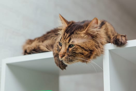 Long-haired charcoal bengal kitty cat laying on the white shelf indoors