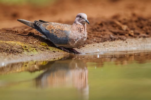Laughing Dove standing at waterhole in Kruger National park, South Africa ; Specie Streptopelia senegalensis family of Columbidae