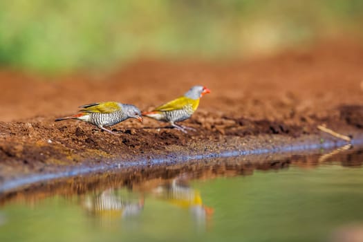 Green winged Pytilia couple drinking at waterhole in Kruger National park, South Africa ; Specie Pytilia melba family of Estrildidae