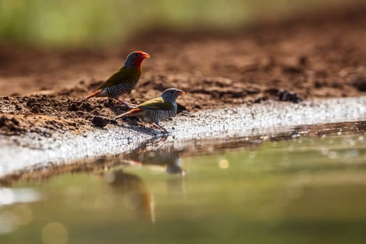 Green winged Pytilia couple drinking at waterhole in Kruger National park, South Africa ; Specie Pytilia melba family of Estrildidae