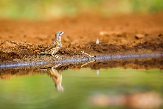 Cut throat finch along waterhole with reflection in Kruger National park, South Africa ; Specie Amadina fasciata family of Estrildidae