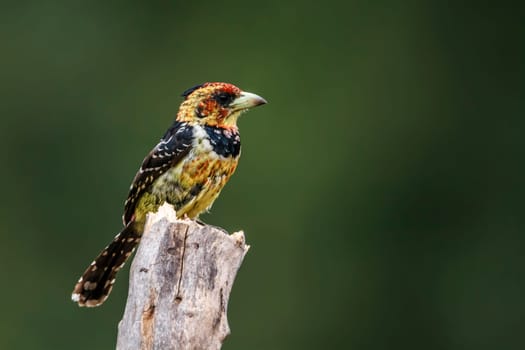 Crested Barbet standing on a branch isolated in natural background in Kruger National park, South Africa ; Specie Trachyphonus vaillantii family of Ramphastidae