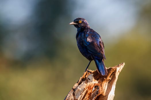 Cape Glossy Starling standing on a log isolated in natural background in Kruger National park, South Africa ; Specie Lamprotornis nitens family of Sturnidae