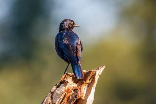 Cape Glossy Starling standing on a log isolated in natural background in Kruger National park, South Africa ; Specie Lamprotornis nitens family of Sturnidae