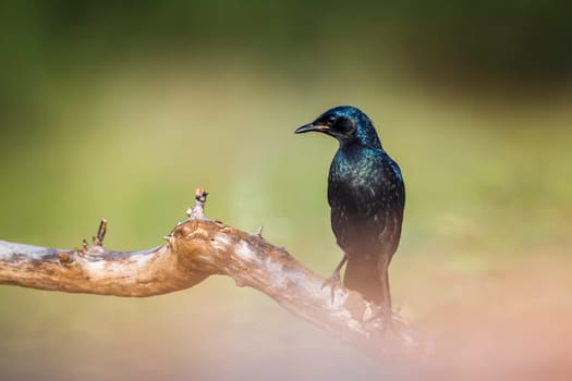 Burchell Glossy Starling standing on a branch isolated in natural background in Kruger National park, South Africa ; Specie Lamprotornis australis family of Sturnidae