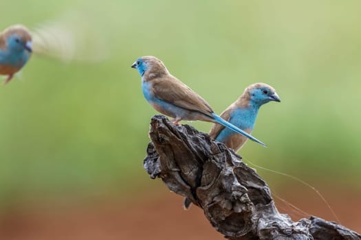 Blue-breasted Cordonbleu standing on a log in Kruger National park, South Africa ; Specie Uraeginthus angolensis family of Estrildidae