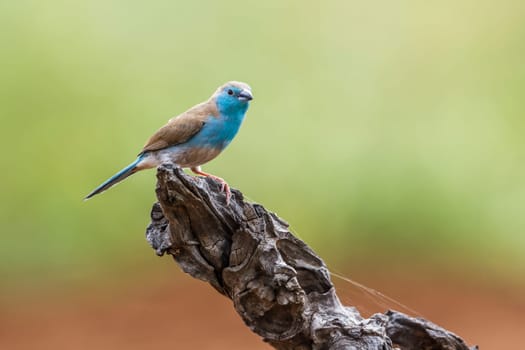 Blue-breasted Cordonbleu in Kruger National park, South Africa ; Specie Uraeginthus angolensis family of Estrildidae