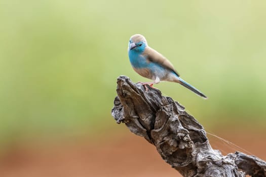 Blue-breasted Cordonbleu in Kruger National park, South Africa ; Specie Uraeginthus angolensis family of Estrildidae