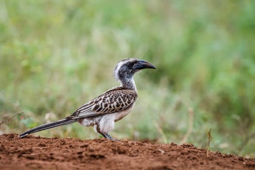 African Grey Hornbill on the ground in Kruger National park, South Africa ; Specie Tockus nasutus family of Bucerotidae