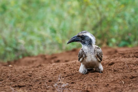 African Grey Hornbill on the ground in Kruger National park, South Africa ; Specie Tockus nasutus family of Bucerotidae