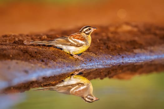 African Golden breasted Bunting at waterhole with reflection in Kruger National park, South Africa ; Specie Fringillaria flaviventris family of Emberizidae