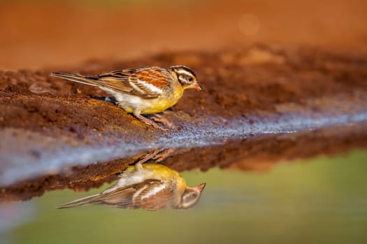 African Golden breasted Bunting at waterhole with reflection in Kruger National park, South Africa ; Specie Fringillaria flaviventris family of Emberizidae