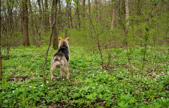 The dog hunts in the forest. Adult happy dog walking outdoors