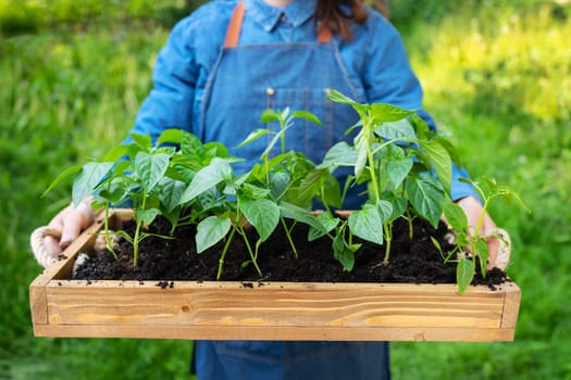 Freshly planted pepper seedlings on a wooden tray. Preparation for planting, the farmer holds in his hands with seedlings