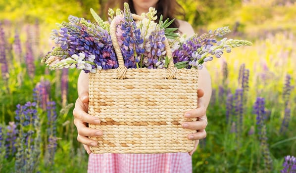 A beautiful young girl in a field with flowers stands in a long dress, with a bouquet of purple lupins in a basket. Close-up