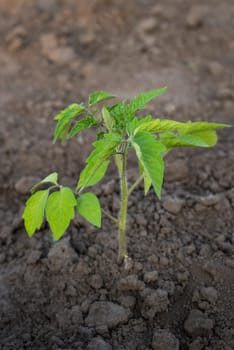 Freshly planted seedlings of tomatoes in the garden. Agriculture, planting on a large scale
