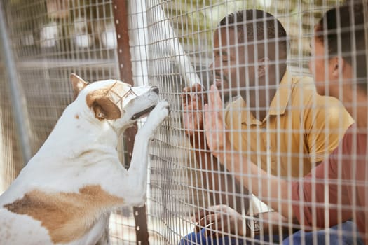 Fence, dog or couple with empathy at an adoption shelter or homeless center for dogs helping rescue animals. Love, hope or happy black people bonding with hands and paws with an excited puppy or pet.