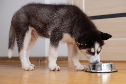 Cute Husky puppy eating from a bowl at home. The puppy is eating food. Adorable pet.