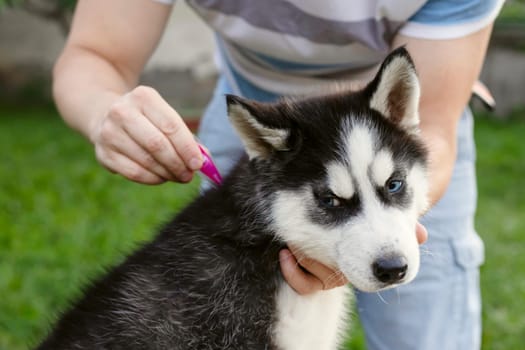 Close up of man dripping a parasite remedy on the withers of his dog. Tick and flea prevention for a purebred Husky dog.