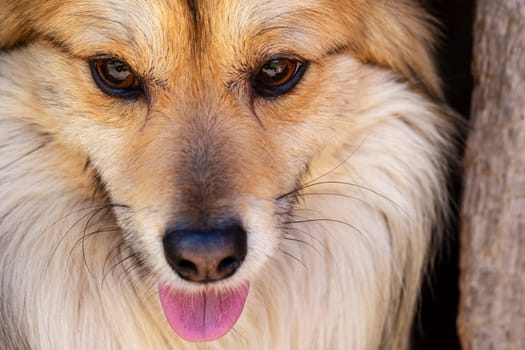 Closeup portrait of cute mutt dog. The muzzle of a mongrel with red hair