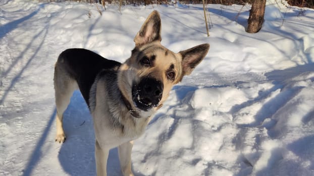 Dog German Shepherd in winter day and white snow arround. Waiting eastern European dog veo in cold weather