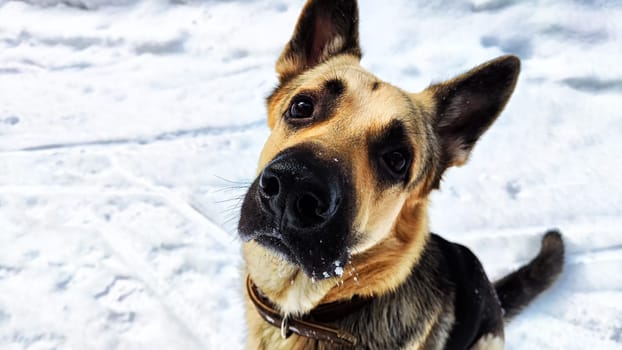 Dog German Shepherd in winter day and white snow arround. Waiting eastern European dog veo and white snow
