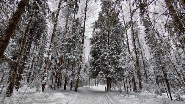 Snow covered trees in the winter forest with road in a cold day. White and black landscape