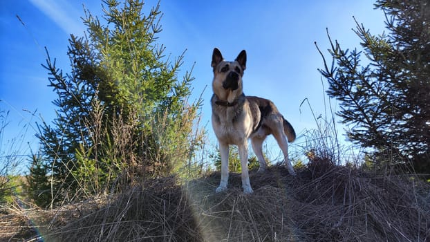 Dog German Shepherd near green fir in field or forest and blue sky on the backgound in autumn, spring, summer day. Russian eastern European dog veo in nature landscape