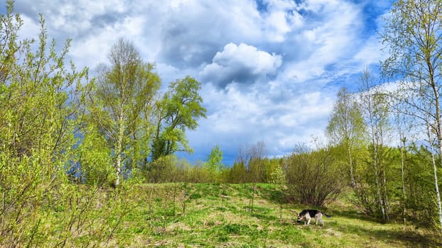 Dark, stormy and rainy clouds over green trees on spring or summer day