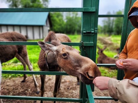 Moose at the special moose farm in Kostroma region in forest in Russia. Yound elk in zoo with visitors