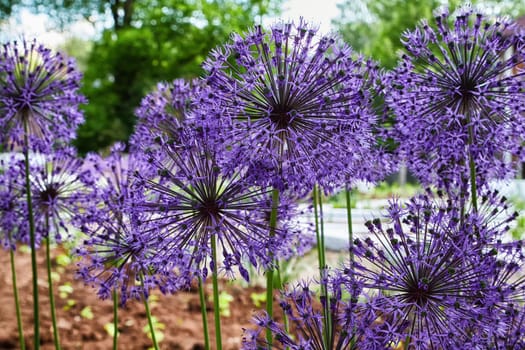 A blue flower in the shape of circle and ball on the lawn in summer or spring