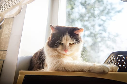 A black and white cat lies on the windowsill in cardboard box and the light from the window