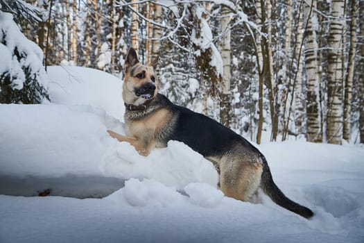 Dog German Shepherd outdoors in the forest in a winter day. Russian guard dog Eastern European Shepherd in nature on snow and white trees covered snow