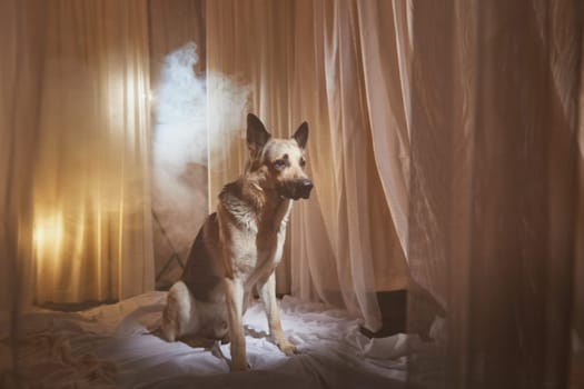 Dog German Shepherd inside of the bed room with a delicate interior with fabric curtains in background. Russian eastern European dog veo indoors in the evening during photo shoot