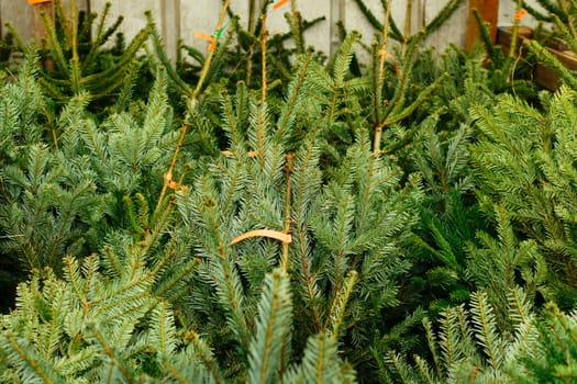 Christmas trees for sale on a market