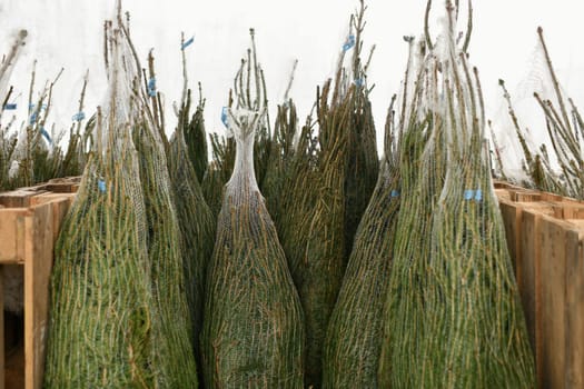Christmas trees wrapped in plastic nets
