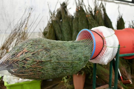 Salesman being wrapped up a cut Christmas tree packed in a plastic net
