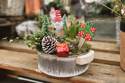 Christmas composition with hyacinths for Christmas