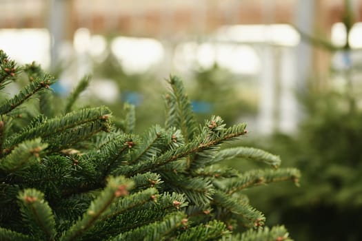 Christmas trees for sale on a market