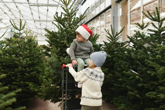 Sister and brother choose a Christmas tree in the market.