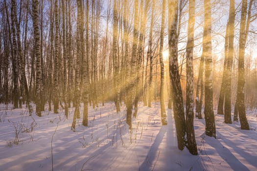 Sunset or sunrise in a birch grove with a winter snow on earth. Rows of birch trunks with the sun's rays passing through them.