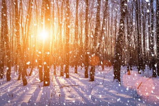 Sunset or sunrise in a birch grove with a falling snow. Rows of birch trunks with the sun's rays passing through them. Snowfall.