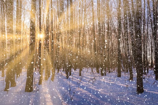 Sunset or sunrise in a birch grove with a falling snow. Rows of birch trunks with the sun's rays passing through them. Snowfall.