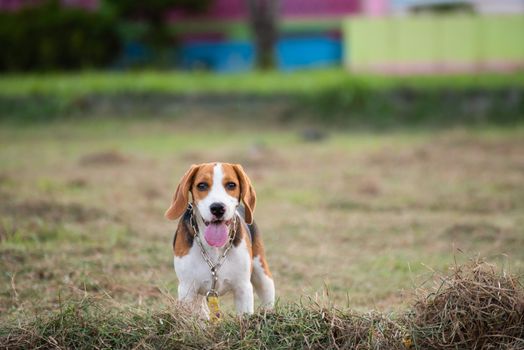 Close up of cute young Beagle playing in field