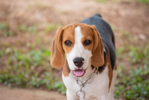 Close up of cute young Beagle playing in field