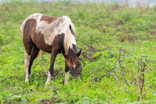 horses standing on the grass field