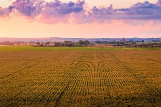 Top view to the rows of young corn in an agricultural field at twilight. Rural landscape.