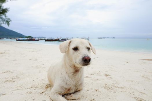 white dog sitting on the beach